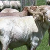 Tranh cãi đầu tư trang trại gia súc giữa Saudi Arabia và New Zealand