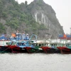 Các tàu được neo đậu sát nhau để chống bão tại khu vực cột 5, thành phố Hạ Long. (Ảnh: Nguyễn Hoàng/TTXVN)