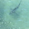 Một trong hai con cá mập xuất hiện ngoài khơi Ibaraki. (Ảnh: Kyodo)