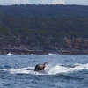 Hải cẩu lướt sóng trên lưng cá voi. (Ảnh: Robyn Malcolm)