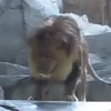 [Video] Sư tử cái ngăn cản "chúa sơn lâm" ăn thịt người chăm sóc