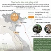 [Infographics] Mạng lưới buôn bán tê tê trái phép ở Việt Nam