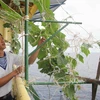 Chiến sỹ nhà giàn DK1/12 (Bà Rịa-Vũng Tàu) trồng rau để cải thiện bữa ăn. (Ảnh: Trần Việt/TTXVN)