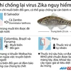 [Infographics] Điểm mặt những vũ khí chủ lực chống virus Zika