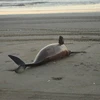 Cá heo chết dạt vào bờ biển thuộc khu vực Costa. (Nguồn: infobae.com)