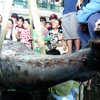 Cá ngừ nặng 307kg mà ngư dân Khánh Hòa câu được. (Ảnh: Nguyên Lý/Vietnam+)