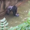Con khỉ đột dường như đã chơi đùa với đứa trẻ chứ không hề muốn hai cậu bé. (Nguồn: YouTube.)