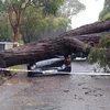 Bão lớn gây ảnh hưởng ở Sydney, Australia. (Nguồn: stuff.co.nz)