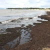 Quảng Bình: Lý giải nguyên nhân vụ rong biển dày đặc dạt vào bờ