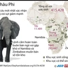 [Infographics] Hàng trăm nghìn con voi ở châu Phi biến mất 