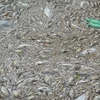 Cá chết nổi dày đặc ở Hồ Tây. (Ảnh: Mai Linh/TTXVN)
