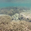 Những rạng san hô tuyệt đẹp dưới biển Hòn Cau. (Ảnh: Nguyễn Thanh​/Vietnam+)