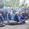 Con trăn dài 6 mét, nặng 100 kh bị bắt sau khi nuốt chửng một con dê tại Baling, Malaysia (Nguồn: Nst.com.my)