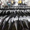 Thuế nhập khẩu cá ngừ giảm. (Nguồn: Article image)