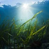 Cỏ biển có thể giúp giảm tới 50% số lượng vi khuẩn nguy hại tới con người và sinh vật biển. (Nguồn: Getty Images)