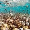 Nhiều hạt nhựa nhỏ cũng khiến môi trường biển bị ô nhiễm. (Nguồn: AFP)