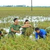 Đoàn viên thanh niên là các cán bộ trong các lực lượng của Công an tỉnh Ninh Bình gặt và thu hoạch lúa. (Ảnh: Minh Đức/TTXVN)