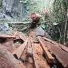 Những cây gỗ nghiến bị lâm tặc xẻ thịt tại rừng đặc dụng Phong Quang, tỉnh Hà Giang. (Ảnh: H.V/Vietnam+)