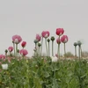 Cây thuốc phiện được trồng ở Afghanistan. (Nguồn: news.un.org)