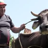 Con bò này sẽ bị giết vì những quy định của EU. (Nguồn: Darpan Magazine)