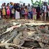 Cá sấu bị giết nằm chồng lên nhau. (Nguồn: channelnewsasia.com)