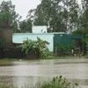 Nhiều diện tích lúa, ngô, rau màu, khu dân cư... ở Nghệ An bị ngập do bão số 3. (Ảnh: Nguyễn Văn Nhật/TTXVN)