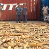 Lực lượng chức năng kiểm tra số ngà voi thu giữ tại cảng Phnom Penh, Campuchia ngày 13/12/2018. (Ảnh: AFP/ TTXVN)