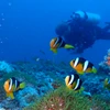 Đại dương Maldives mê hoặc du khách với vẻ đẹp thuần khiết