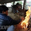Người dân đốt củi sưởi ấm cho gia súc. (Ảnh: Phan Tuấn Anh/TTXVN)