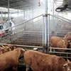 Khử trùng trang trại nuôi gia súc nhằm đề phòng dịch lở mồm long móng. (Ảnh: Yonhap/TTXVN)