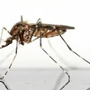 Bayer đã công bố thuốc xịt muỗi dùng trong nhà mang tên Fludora Fusion. (Nguồn: longevitylive.com)