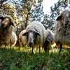 Đàn cừu tại công viên Casa de Campo ở Madrid, Tây Ban Nha ngày 26/3. (Ảnh: AFP/TTXVN)