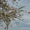 Những cánh diều tung bay trong Lễ hội thả diều mùa hoa anh đào tại Washington D.C ngày 30/3. (Ảnh: AFP/TTXVN)