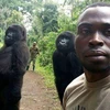Mathieu Shamavu selfie với 2 con khỉ đột. (Nguồn: sky.com)