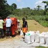 Sản xuất lúa gạo tại Liberia. (Nguồn: worldbank.org)