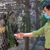 [Video] Vui buồn nghề chăm sóc linh trưởng ở vườn quốc gia Cúc Phương