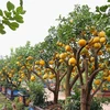 Mỗi năm, các nhà vườn tại thị trấn Văn Giang lại chuẩn bị những cây đẹp nhất để chào mời khách. Thông thường, những cây này sẽ được xếp ngay sát mép đường quốc lộ để ai đi qua cũng có thể nhìn thấy. (Ảnh: Hoài Nam/Vietnam+)