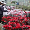 Chủ nhà vườn Việt Hiển chia sẻ:’ Năm nay vì người dân trồng được ít hoa nên thời điểm này hầu hết các vườn đều hết hàng do khách đặt trước.’ (Ảnh: Hoài Nam/Vietnam+)
