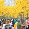 Tại con đường trong khu đô thị Park City (Hà Đông), hàng trăm cây phong linh đang bung hoa rực rỡ thu hút người dân đến đây ngắm cảnh và chụp ảnh. (Ảnh: Hoài Nam/Vietnam+)