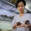 9x Hà Nội sở hữu bộ sưu tập độc đáo với hơn 6000 con ốc mượn hồn 
