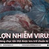 Phát hiện kho chứa hàng chục tấn thịt nhiễm virus dịch tả lợn châu Phi ở Hà Nội