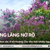 Vì sao dàn hoa bằng lăng hồ Hoàng Cầu trở nên 'hot' với các bạn trẻ Hà Nội?