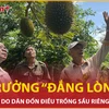 Bản tin 60s: Bộ trưởng “đắng lòng” khi biết lý do dân đốn điều trồng sầu riêng