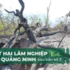 Quảng Ninh đối mặt với những khoản nợ vay trồng rừng khổng lồ sau bão số 3