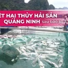 Tổn thất nặng nề của ngành nuôi trồng thủy sản Quảng Ninh sau bão Yagi