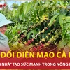 Cộng hưởng sức mạnh: Mô hình "bốn nhà" thay đổi diện 