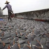 Một cơ sở phơi khô vây cá mập tại Hong Kong. (Ảnh: AP)