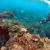 Một rặng san hô ở Australia. (Ảnh: Reuters) 
