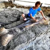Hóa thạch khủng long khổng lồ tại Angeac-Charente. (Ảnh: AFP/TTXVN) 