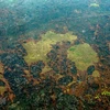 Diện tích rộng lớn rừng Amazon bị phá hủy. (Ảnh: AFP/TTXVN)